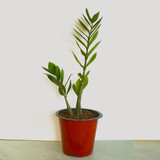 Zamioculcas zamiifolia - ZZ Plant in a Pot - Small