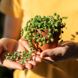 String of Pearls Plant - Curio Rowleyanus
