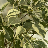 Ficus Benjamina Plant - Weeping Fig