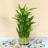 Lucky Bamboo Plant in Clear Glass Vase - 3 Layers