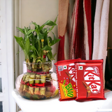 Natural Bamboo Plant With Nestle Kitkat Chocolates Hamper Natural Bamboo Plant With Nestle Kitkat Chocolates Hamper