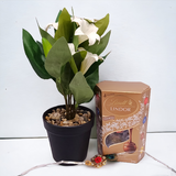 Beautiful Rakhi With Lindor & Artificial Flower Combo Beautiful Rakhi With Lindor & Artificial Flower Combo
