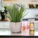Artificial Plant, Ferrero Rocher and Rakhi Gift
