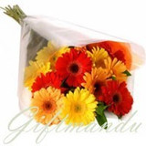 10 Fresh Mix Color Gerbera Daisy Bunch