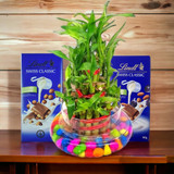 Lucky Bamboo in Clear Vase With Chocolates Hamper