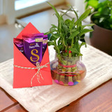 Chocolates With Lucky Bamboo Plant in Vase