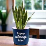 Self Watering Round Pot With Snake Plant