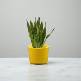 Personalized Snake Plant in Self Watering Pot - Free Engraving