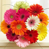Gerbera Bouquet (USA Delivery only)