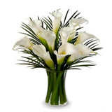 Stunning Calla Lilies (Canada Delivery Only)