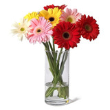 Gorgeous Gerberas (Canada Delivery Only)