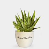 Spiky Succulent Plant in Ceramic Pot