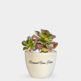 Succulent Plant in Ceramic Pot
