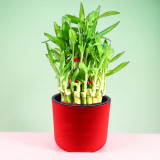 Personalized Self Watering Bamboo Plant Pot – Free Engraving