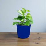 Self Watering Money Plant Pot – Free Engraving