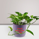 Sweet Home Decor with Money Plant and Message Printed on Plastic Pot Sweet Home Decor with Money Plant and Message Printed on Plastic Pot