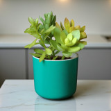 Personalized Self Watering Succulent Pot – Free Engraving