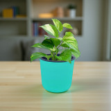 Self Watering Money Plant Pot – Free Name Engraving