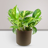Money Plant in a Plastic Pot with Your Name Printed Money Plant in a Plastic Pot with Your Name Printed