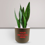Personalized Home Decor Snake Plant in a Plastic Pot Personalized Home Decor Snake Plant in a Plastic Pot