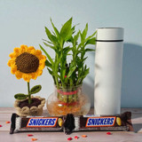 New Year Gift Set with Bamboo Plant & Chocolates