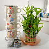 Charming Birthday – Greenery, Mugs & Scented Candle Combo HSL-58