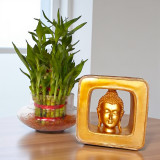 Serenity & Luck Gift Set: Buddha Statue & Bamboo Plant