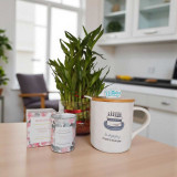 Birthday Mug, Candle & Bamboo Plant Gift Set SPM-155