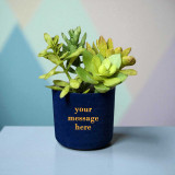 Personalised Self Watering Succulent Plant With Pot BPL-645