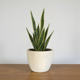 Snake Plant In Ceramic Pot - White