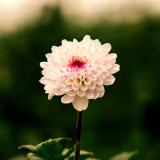 Daisy Single Flower Bunch