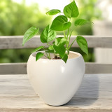 Money Plant in Ceramic White Pot