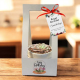 Birthday-Themed Succulent Plant with Decorative Pot & Holder JNK-5681