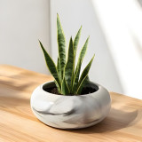 Snake Plant in Marble Design Pot