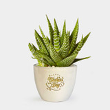 Succulent Plant in Mother’s Day Printed Ceramic Pot DKG-248