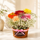 Vibrant Mixed Gerbera & Carnation In Basket With Gypsy SK-2670