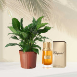 Peace Lily Plant & Chopard Oud Malaki Gift Set DKG-896