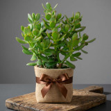 Jade Plant in Burlap Wrap DKG-1606