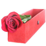 You're The One - Single Rose in Elegant Red Box