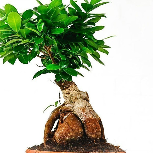 Bonsai Ginseng Ficus ~ Natural Plant Pot Bonsai Ginseng Ficus ~ Natural Plant Pot