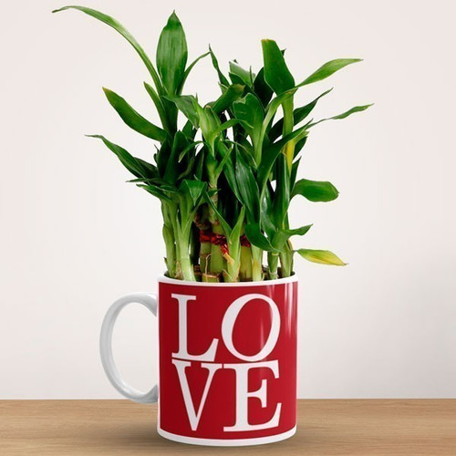 'Love' Printed Ceramic Mug With Lucky Bamboo Plant