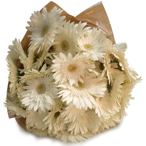 Celestial White Daisy Bunch