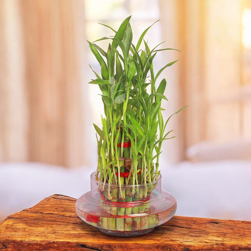 3 Layers Lucky Bamboo Plant in Clear Glass Jar