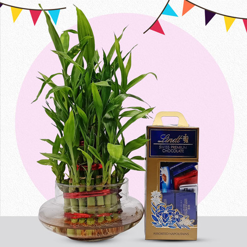 Lucky Bamboo Plant with Lindt Chocolates Lucky Bamboo Plant with Lindt Chocolates