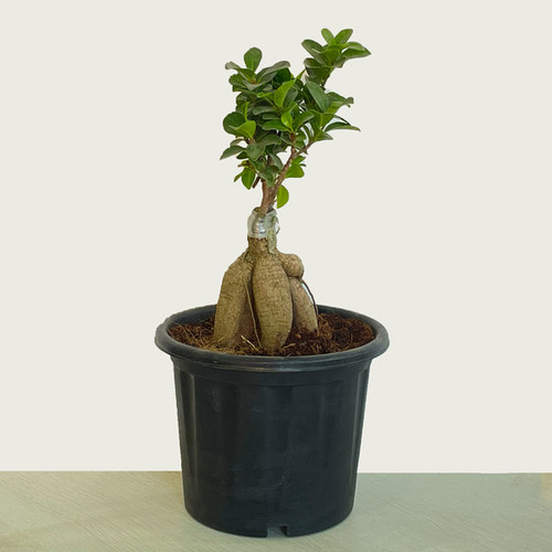 Ficus Ginseng Bonsai Plant in a Pot
