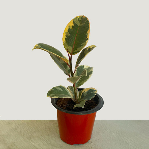 Variegated Elastica Rubber Plant - Tineke