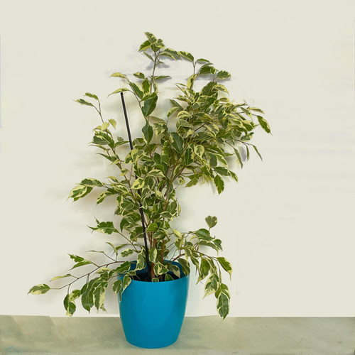 Ficus Benjamina Plant - Weeping Fig