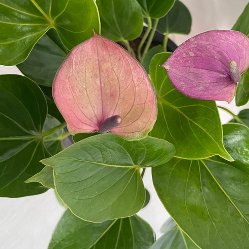 Purple Plum Anthurium Plant