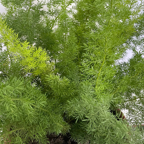 Asparagus Densiflorus Fern Plant