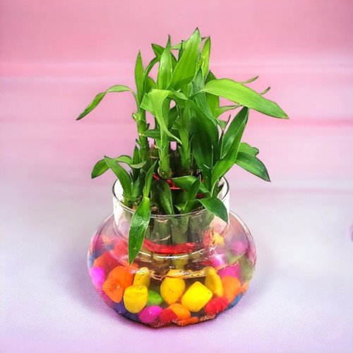 2 Layer Lucky Bamboo Plant in Clear Glass Jar With Color Stones 2 Layer Lucky Bamboo Plant in Clear Glass Jar With Color Stones